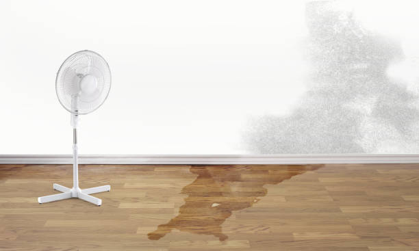 Best 24/7 water damage repair  in Forest Park, IL
